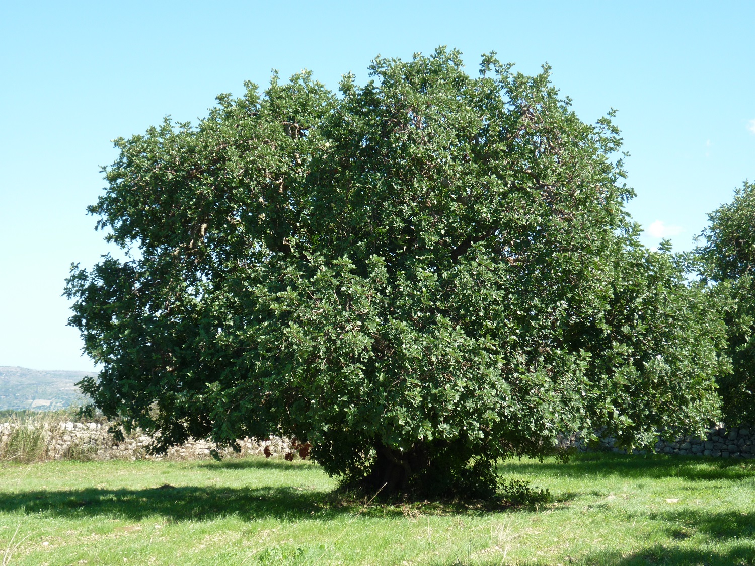 Anche in Sicilia il coleottero “black twig borer”. A rischio non solo i carrubi – Ultima TV